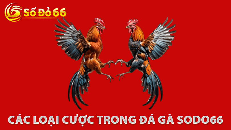 Các loại cược trong Đá Gà Sodo66