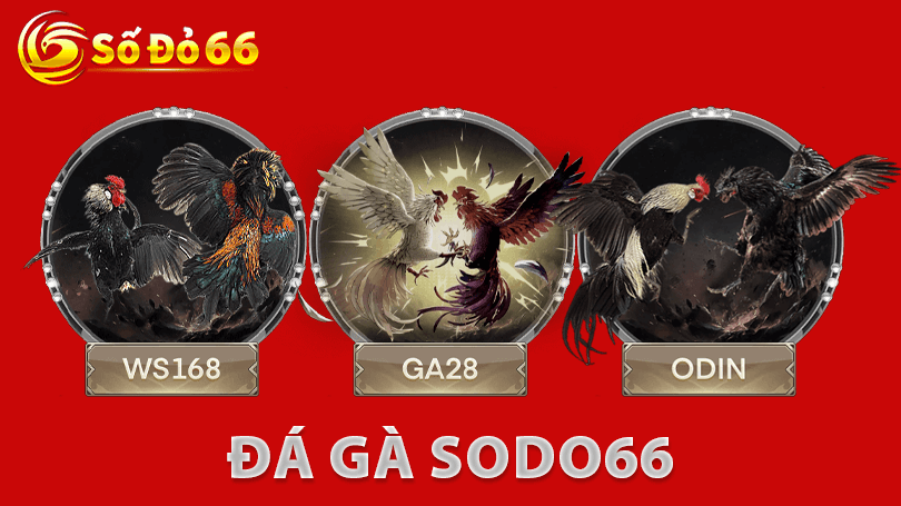 Đá Gà Sodo66