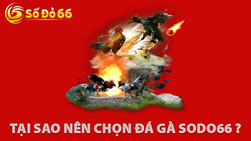 Tại sao nên chọn Đá Gà Sodo66 ?